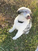 Miniature Australian Shepherd Puppies for sale in Leesburg, GA 31763, USA. price: NA