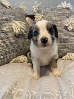 Miniature Australian Shepherd Puppies for sale in 6203 Lynnhaven Dr, Lubbock, TX 79413, USA. price: NA