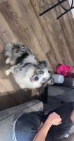 Miniature Australian Shepherd Puppies for sale in Plainfield, IN, USA. price: NA