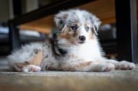 Miniature Australian Shepherd Puppies for sale in Coral Springs, FL, USA. price: NA
