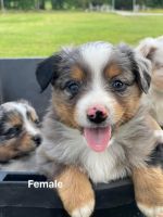 Miniature Australian Shepherd Puppies for sale in Mt Pleasant, TX 75455, USA. price: NA