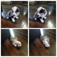 Miniature Australian Shepherd Puppies for sale in China Spring, TX 76633, USA. price: NA