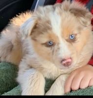 Miniature Australian Shepherd Puppies for sale in Levittown, NY, USA. price: NA