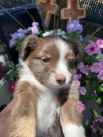 Miniature Australian Shepherd Puppies for sale in Show Low, AZ 85901, USA. price: NA