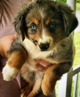 Miniature Australian Shepherd Puppies for sale in Swansea, MA, USA. price: NA