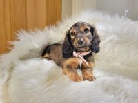 Miniature Dachshund Puppies for sale in Centerville, IA 52544, USA. price: NA