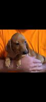 Miniature Dachshund Puppies for sale in Callaway, VA 24067, USA. price: NA