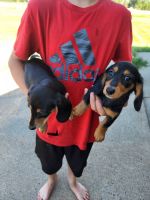 Miniature Dachshund Puppies for sale in Pine City, MN 55063, USA. price: NA
