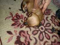 Miniature Dachshund Puppies for sale in Firozpur, Punjab, India. price: 4000 INR
