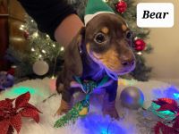 Miniature Dachshund Puppies for sale in Akron, OH, USA. price: NA
