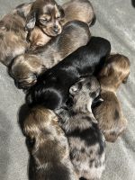Miniature Dachshund Puppies for sale in McAlester, OK 74501, USA. price: NA