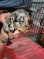 Miniature Dachshund Puppies for sale in Orange, VA 22960, USA. price: NA
