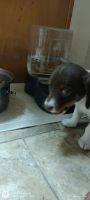 Miniature Dachshund Puppies for sale in 7019 Enoch Dr, Caldwell, ID 83607, USA. price: NA