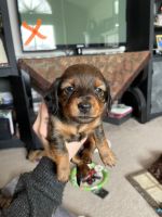 Miniature Dachshund Puppies for sale in East Layton, Layton, UT 84040, USA. price: NA