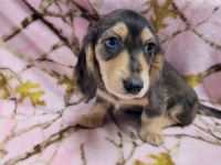 Miniature Dachshund Puppies for sale in Fayetteville, TN 37334, USA. price: NA