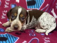 Miniature Dachshund Puppies for sale in Williamsburg, KY 40769, USA. price: NA