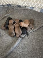 Miniature Dachshund Puppies for sale in Pamplin, VA 23958, USA. price: $2,000