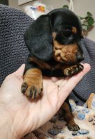Miniature Dachshund Puppies for sale in St Charles, MO, USA. price: $900