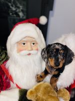 Miniature Dachshund Puppies for sale in Hopatcong, NJ, USA. price: $1,500