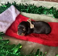 Miniature Dachshund Puppies for sale in Albany, GA, USA. price: $2,000