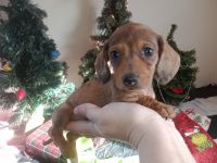 Miniature Dachshund Puppies for sale in Sterling, IL 61081, USA. price: $1,800