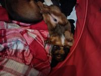 Miniature Dachshund Puppies for sale in Columbus, MS 39705, USA. price: $350