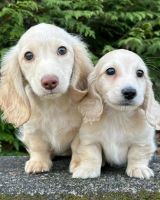 Miniature Dachshund Puppies for sale in Fort Collins, Colorado. price: $1,500
