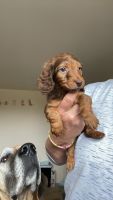 Miniature Dachshund Puppies for sale in Pamplin, VA 23958, USA. price: $1,300
