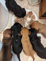 Miniature Dachshund Puppies for sale in Jasper, AL, USA. price: $800