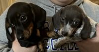 Miniature Dachshund Puppies for sale in Rialto, California. price: $2,000