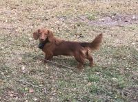 Miniature Dachshund Puppies for sale in Naples, FL, USA. price: $2,000