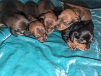 Miniature Dachshund Puppies for sale in Opelika, Alabama. price: $1,000