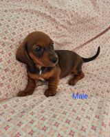Miniature Dachshund Puppies for sale in El Mirage, AZ 85335, USA. price: $900