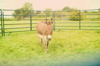 Miniature Donkey Animals for sale in Monee, Illinois. price: $1,750