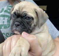 Miniature English Bulldog Puppies for sale in Knoxville, TN, USA. price: NA