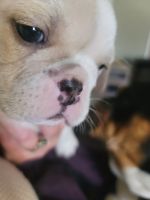 Miniature English Bulldog Puppies for sale in Shelby, NC, USA. price: $1,600