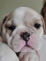 Miniature English Bulldog Puppies for sale in Shelby, NC, USA. price: NA