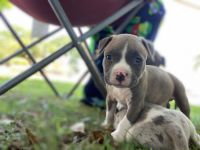 Miniature English Bulldog Puppies for sale in Boca Raton, FL, USA. price: $455