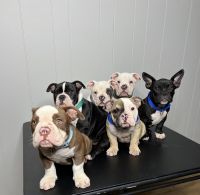 Miniature English Bulldog Puppies for sale in Baton Rouge, LA, USA. price: $3,000