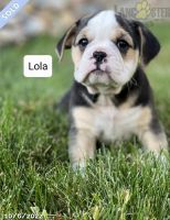 Miniature English Bulldog Puppies for sale in Stafford, VA 22554, USA. price: $2,000