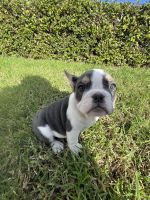Miniature English Bulldog Puppies for sale in Corona, CA, USA. price: $1,000