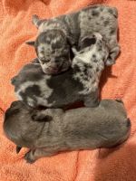 Miniature English Bulldog Puppies for sale in Priest River, ID 83856, USA. price: $2,500
