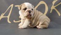 Miniature English Bulldog Puppies Photos