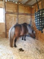 Miniature Horse Horses for sale in Charlton, MA 01507, USA. price: $2,500