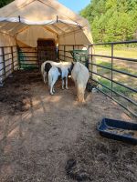 Miniature Horse Horses for sale in Modesto, CA, USA. price: $1,000