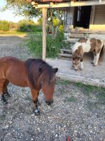 Miniature Horse Horses for sale in New Braunfels, TX, USA. price: NA