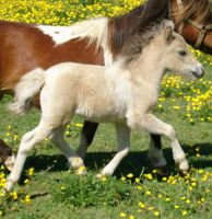 Miniature Horse Horses for sale in Dundee, NY 14837, USA. price: $1,750