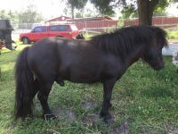 Miniature Horse Horses for sale in Okeechobee, FL, USA. price: $400