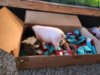 Miniature Pig Animals for sale in Lake Havasu City, AZ, USA. price: NA