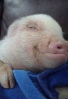 Miniature Pig Animals for sale in Bakersfield, CA, USA. price: NA